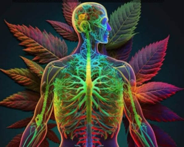 The Endocannabinoid System