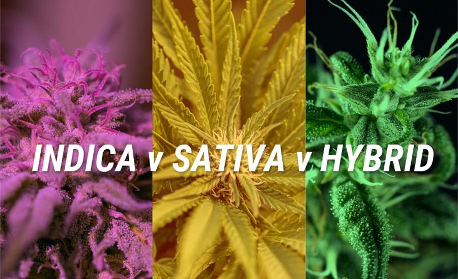 Indicas, Sativas & Hybrids