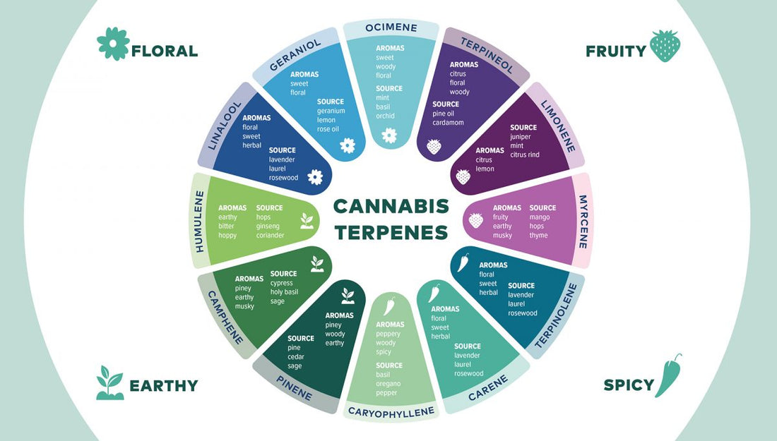 What are Terpenes?